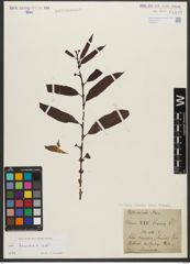Foto von Salix triandra subsp. triandra L.